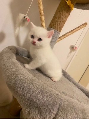Süße Brittische BKH kater 