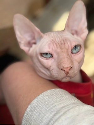Sphynx-Kater sucht sein Zuhause