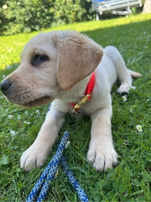 labrador hündin dringen abzugeben 