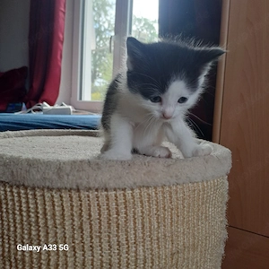 Babykatze Kater Kitten Angora Mix x EKH 