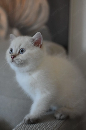 BKH kitte Kater choco point 