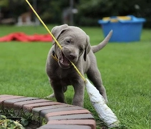 Silberne Silber Labrador Welpen 