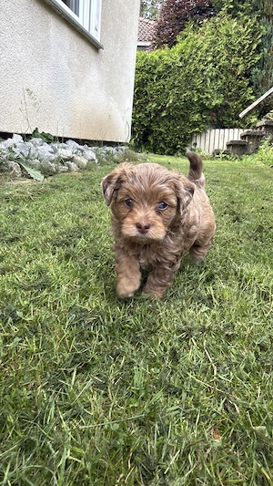 Wunderschöner Chipoo (Chihuahua-Pudel)