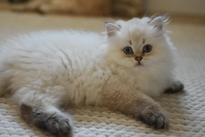 Blh Kater kitte choco bkh