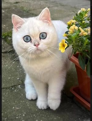 BKH Golden Shaded   White Shaded Katze 