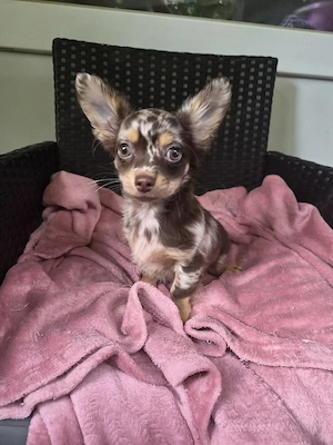 Noch 1 süßer Chihuahua Welpe sucht  Dich!
