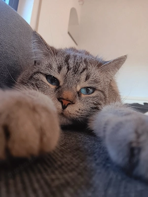Hauskatzen zum abgeben 