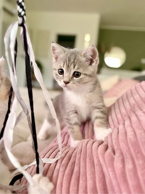 BKH Kitten Carla und Cleo suchen noch ein zu Hause