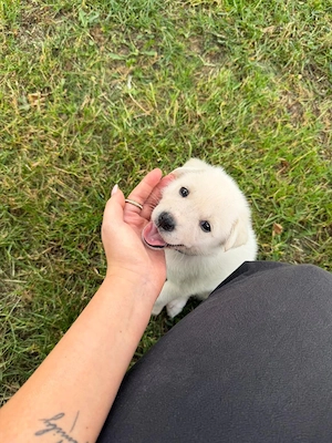 Labrador-Samojede Welpen