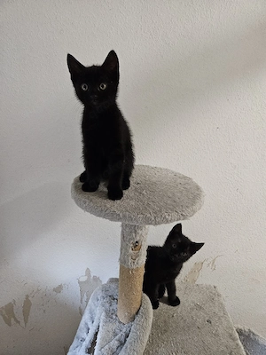 Zwei Kater .
