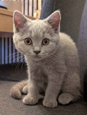 BKH Kitten 10 Wochen 