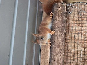 Eichhörnchen Europäische 