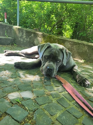 Cane Corso Hündin sucht ein liebevolles Zuhause