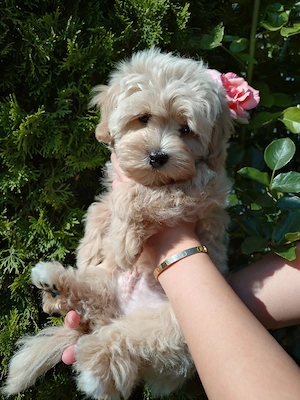 Maltipoo Welpen (letzter Rüde)