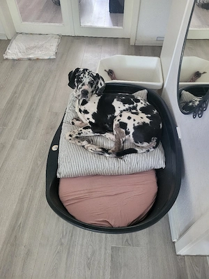 Deutsche Dogge (Harlekin) Hündin sucht ihr Traumzuhause  Unsere wunderschöne Deutsche Doggen Hündin