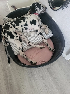 Deutsche Dogge (Harlekin) Hündin sucht ihr Traumzuhause  Unsere wunderschöne Deutsche Doggen Hündin