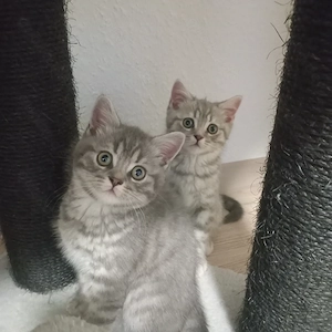 Abgabebereit! Britisch Kurzhaar Kitten 
