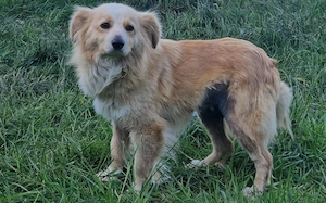 Zauberhafte Honey sucht ein liebevolles Zuhause