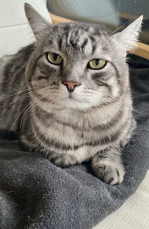 Bkh Ekh Kater sucht liebevolles Zuhause