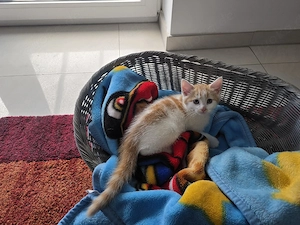 katzenbabys suchen ein liebevolles Zuhause 