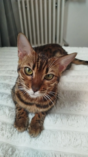 Bengal deckkater gesucht