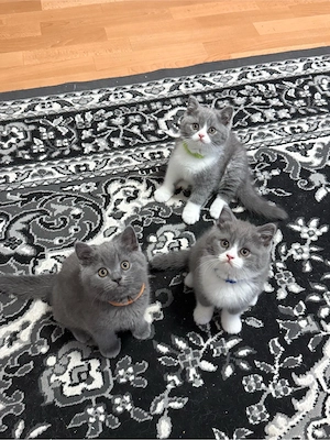 Bkh Kitten noch 3 