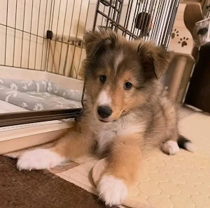 Wunderschöne Shetland Sheepdog (Sheltie) Welpen   liebevoll und fürsorglich aufgezogen