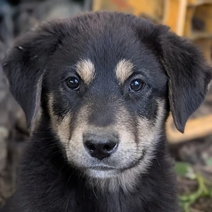 Dzeko, geb. ca. 02 2026, lebt in GRIECHENLAND, auf einem Gelände, auf dem die Hunde notdürftig verso