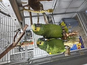 2 Blaustirnamazonen Damen