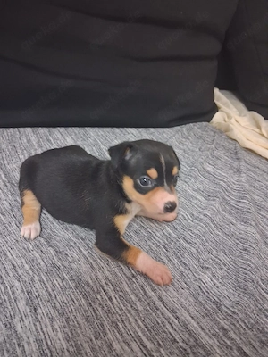 2 Welpen noch zu Haben 