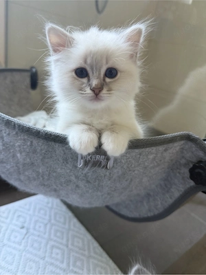 Noch 1 Heiliger Birma Kitten Kater 