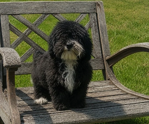 Maltipoo Welpen 