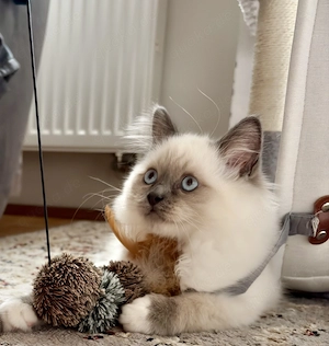 Heilige Birma Kitten