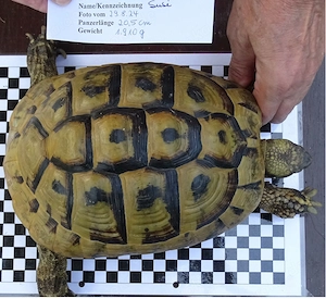  Griechische Landschildkröte, Testudo hermanni boettgeri, weiblich, NZ 2006, Freilandhaltung