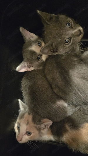 Baby Katzen 