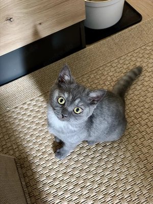 BKH Blue Tabby Kitten