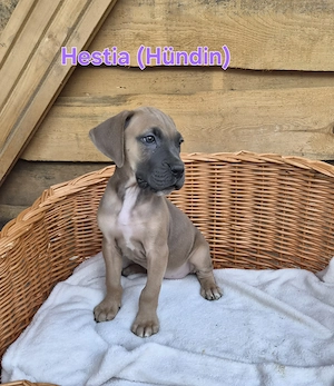 Deutsche Dogge Welpen 