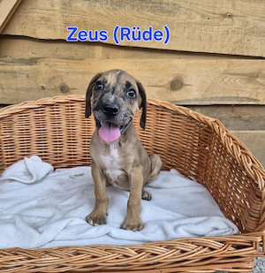 Deutsche Dogge Welpen 