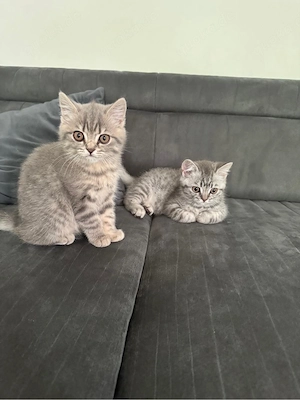 bkh kitten katzen katze kater britisch kurzhaar 