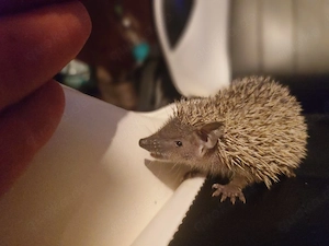 Sehr interessante Tiere