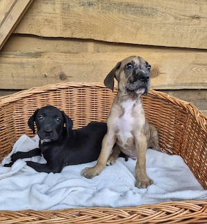 Deutsche Dogge Welpen 
