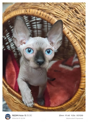 Kanadische Sphynx Kitten mit Stammbaum     