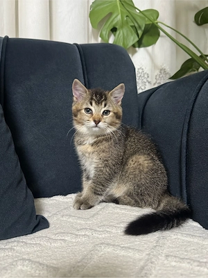 baby kitten 