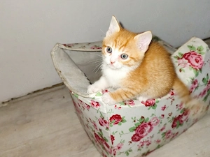kitten zu verkaufen 