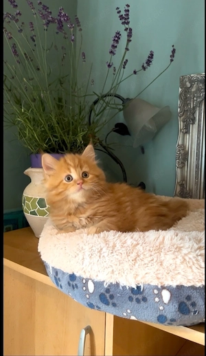 Maine Coon  katzenbabys