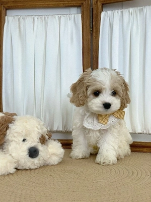 Entzückender flauschiger Cavapoo-Welpe - Bereit für ihr Zuhause für immer!     
