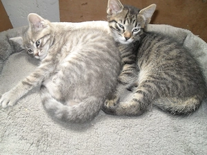 Zwei Kätzchen (Katze und Kater) abzugeben