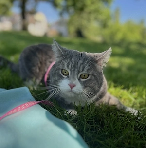  British-Kurzhaar-Kater  Milo  sucht liebevolles Zuhause 