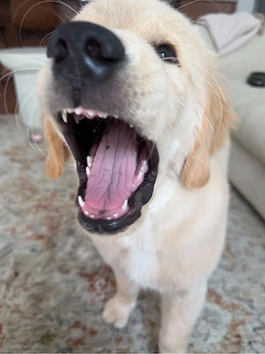 Entzückender Golden Retriever-Welpe - Verspielt, liebevoll und bereit für sein Zuhause für immer!   