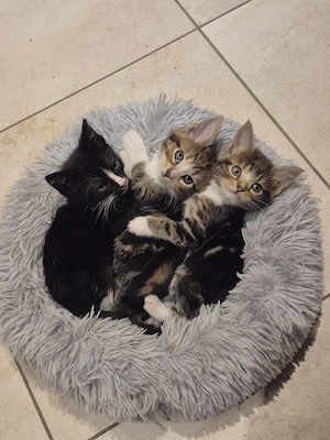 Maincoon Bkh mix Katzenbabys 